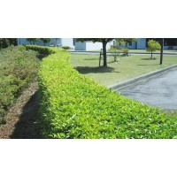 Cortasetos eléctrico Makita UH5570 - 550 W, cuchilla 550 mm, interruptores de seguridad 2
