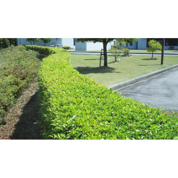 Taille-haies électrique Makita UH5570 - 550 W, lame 550 mm, interrupteurs de sécurité